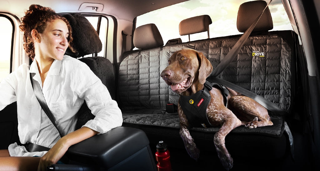 how do dogs travel in cars