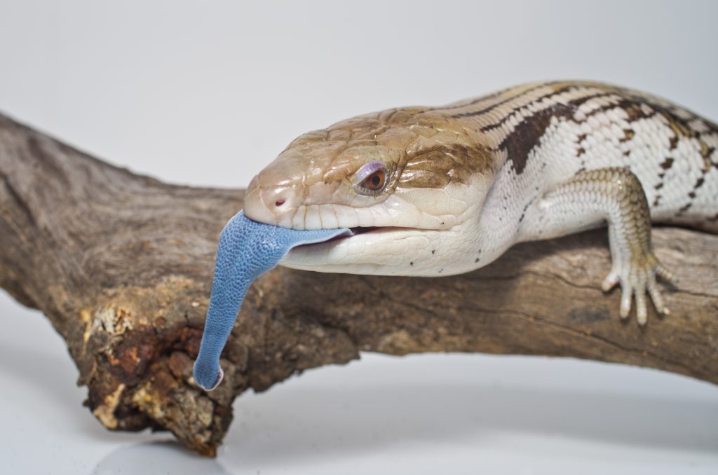 The Ultimate List of What Blue Tongue Lizards Eat We Know Pets