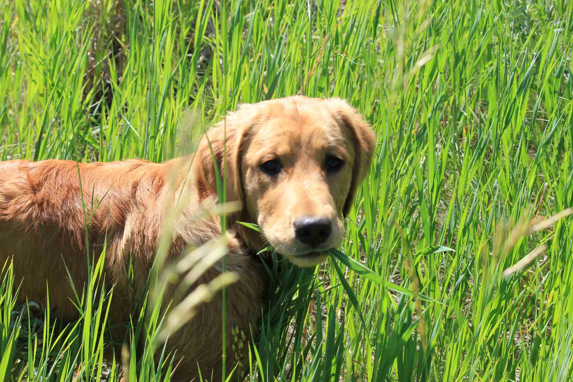 What fashion to do when your dog eats grass