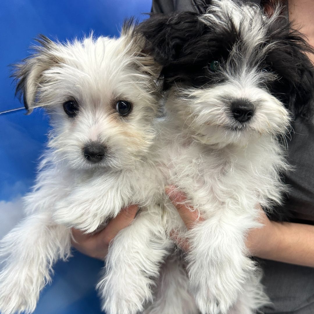 Shih tzu terrier shops mix puppies