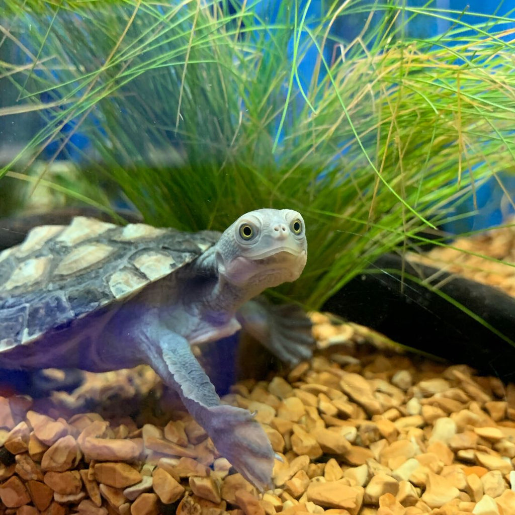 Before You Bring Home a Pet Turtle, Research Their Origins