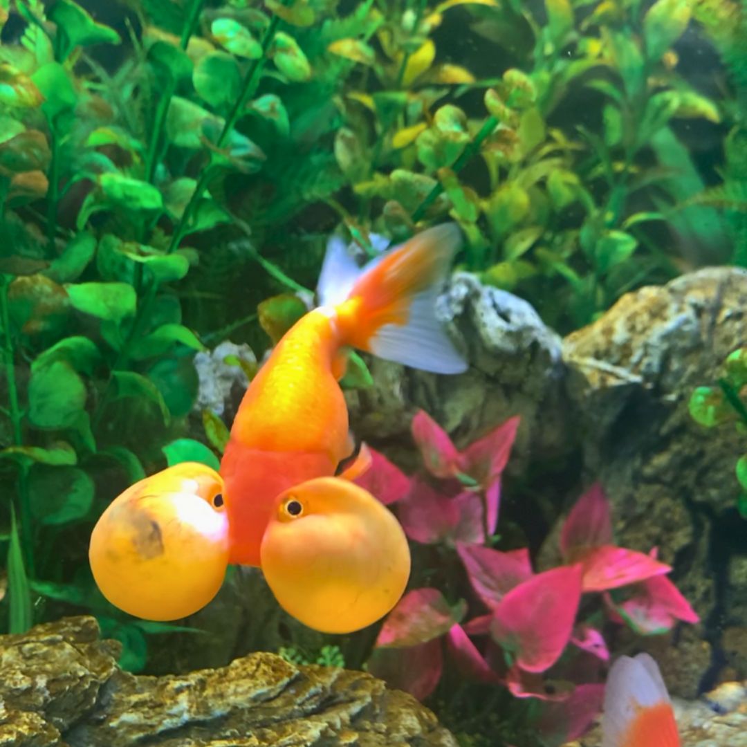 Goldfish enrichment toys online