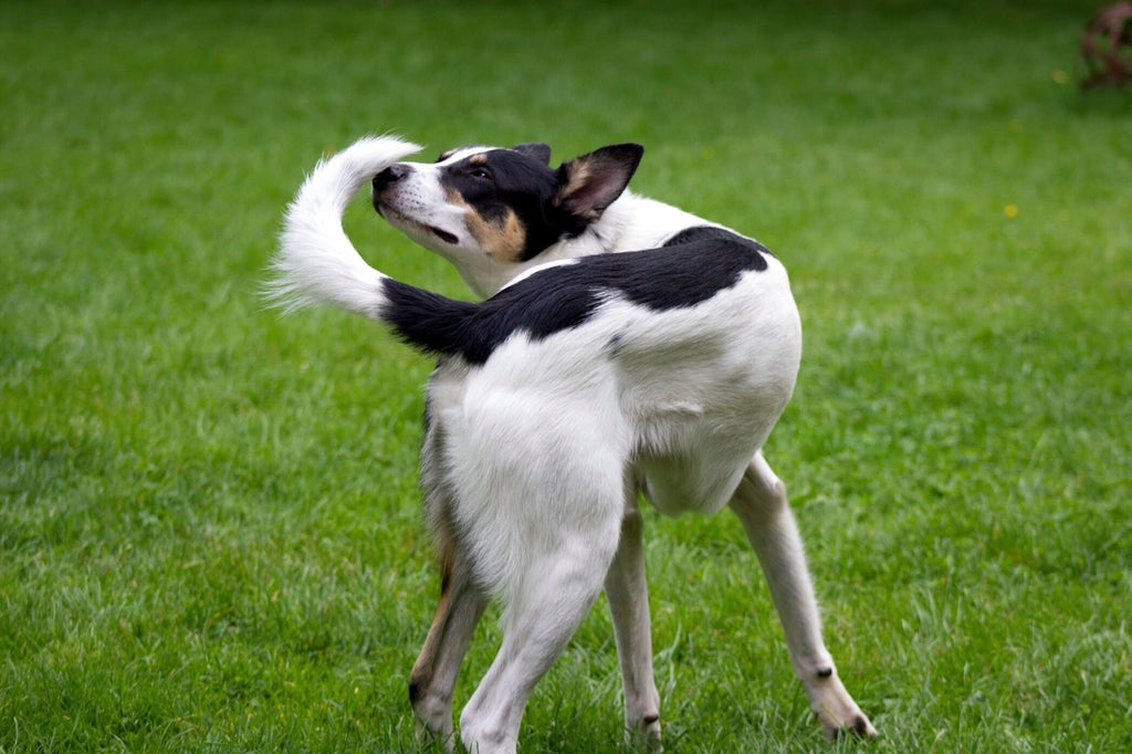 Why Do Dogs Chase Their Tails? A Comprehensive Look – We Know Pets