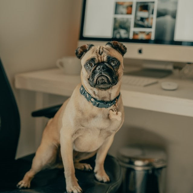 Keeping your dog entertained while working from home