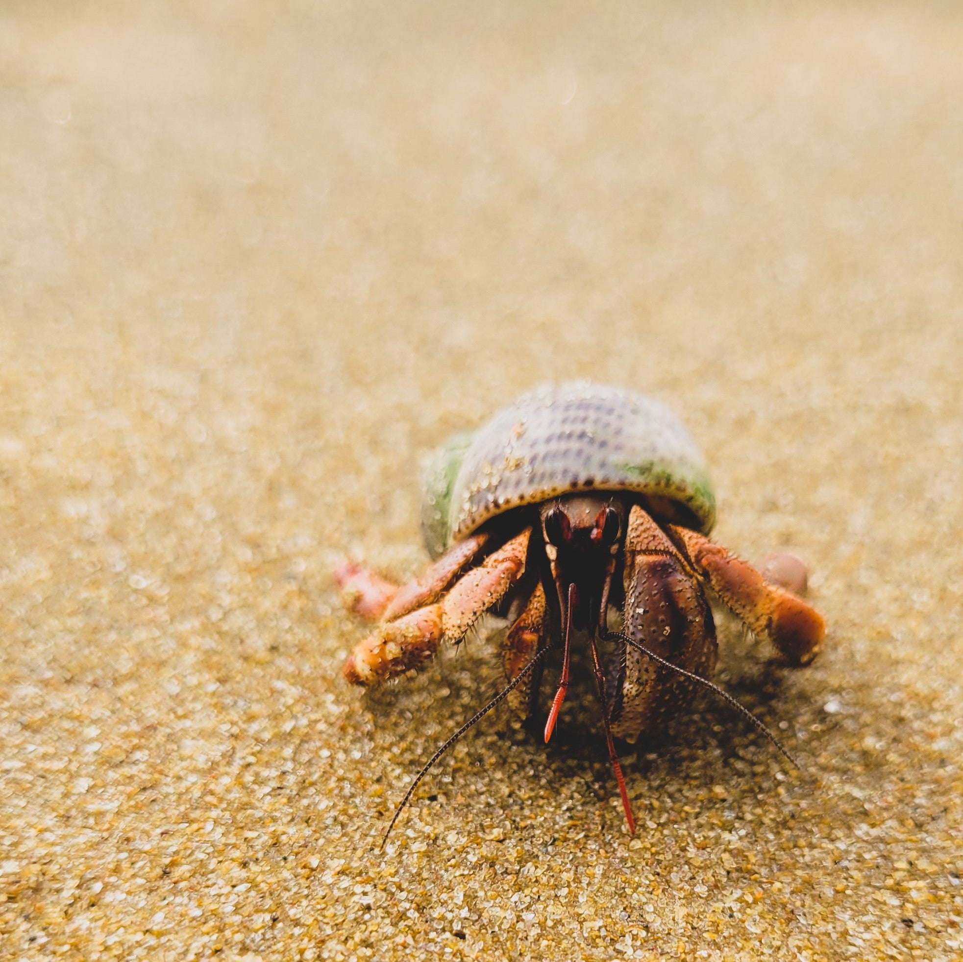 The Ultimate Beginner s Guide to Keeping Land Hermit Crabs as Pets We Know Pets