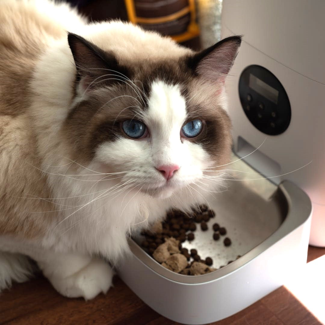 10 Tried and True Tips to Win Over Your Fussy Cat s Taste Buds We Know Pets