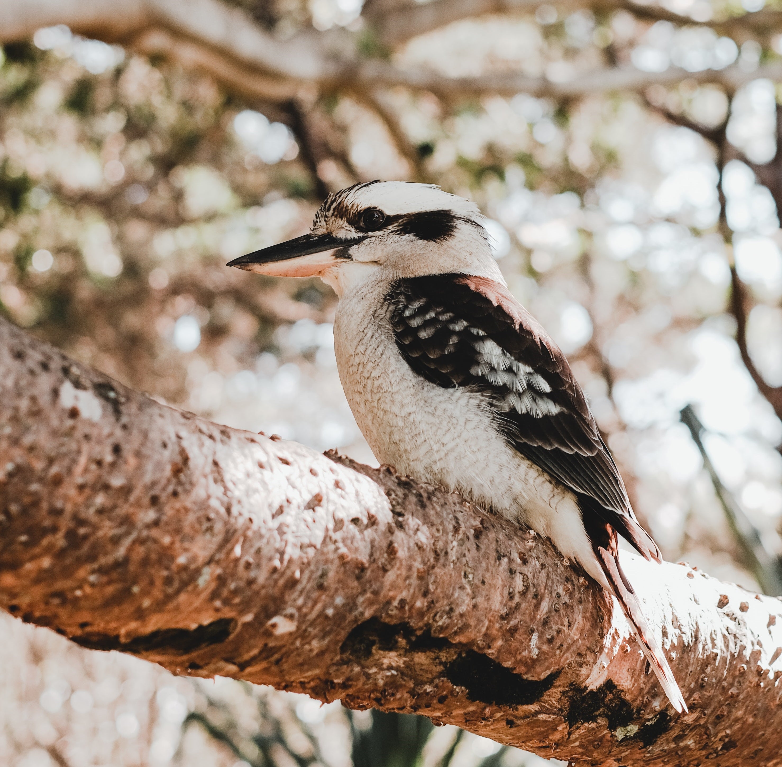 Feeding Australian native birds