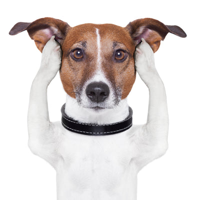 5 Signs your dog could be stressed