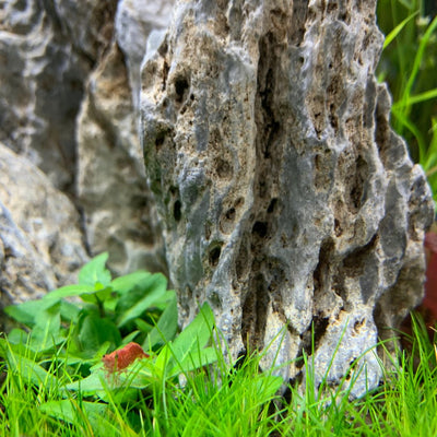 How to Aquascape a Shrimp Tank: Expert Tips and Tricks