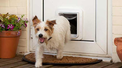 Choosing a pet door.