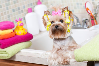 3 Essentials you need to know for a well-groomed pet!