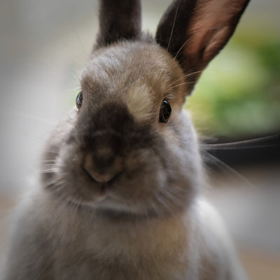 Fun Facts about Rabbits