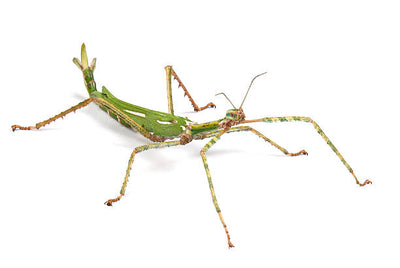 The Fascinating World of Goliath Stick Insects: A Closer Look at these Unusual Pets