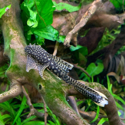 Long Finned Bristlenose Catfish We Know Pets