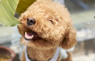 Easy ways to prevent gum disease in your pet