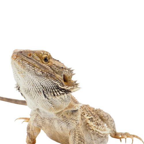 Creating the Perfect Bearded Dragon Enclosure in Australia: A Comprehensive Guide