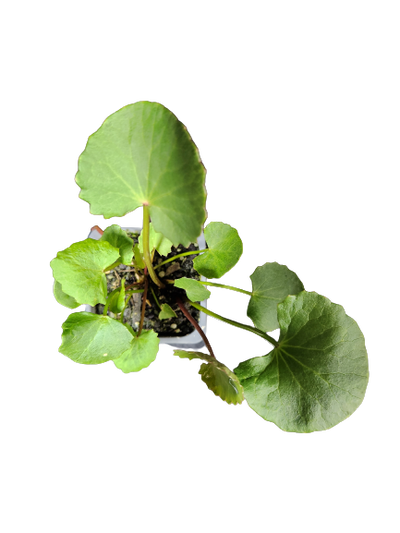 Gotu Kola (Centella asiatica) 7cm pot and floating ring