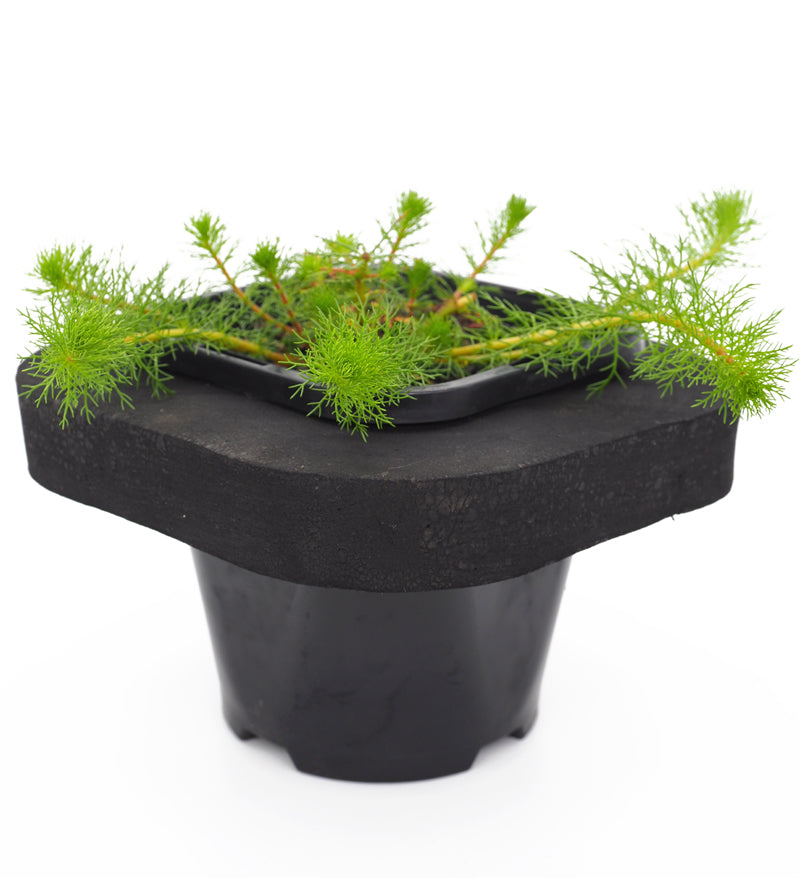 Ornamental Pond Plant Starter 3 pack 12cm Pot and Floating ring