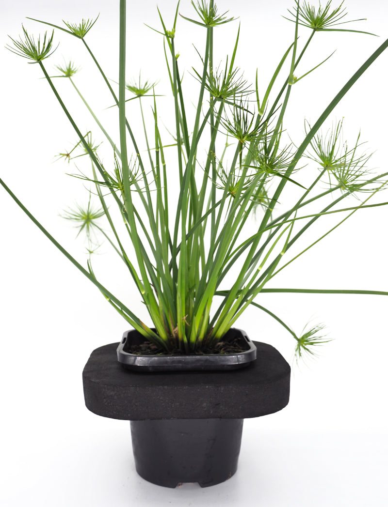 Dwarf Papyrus (Cyperus papyrus nana) pot with floating ring (12cm)