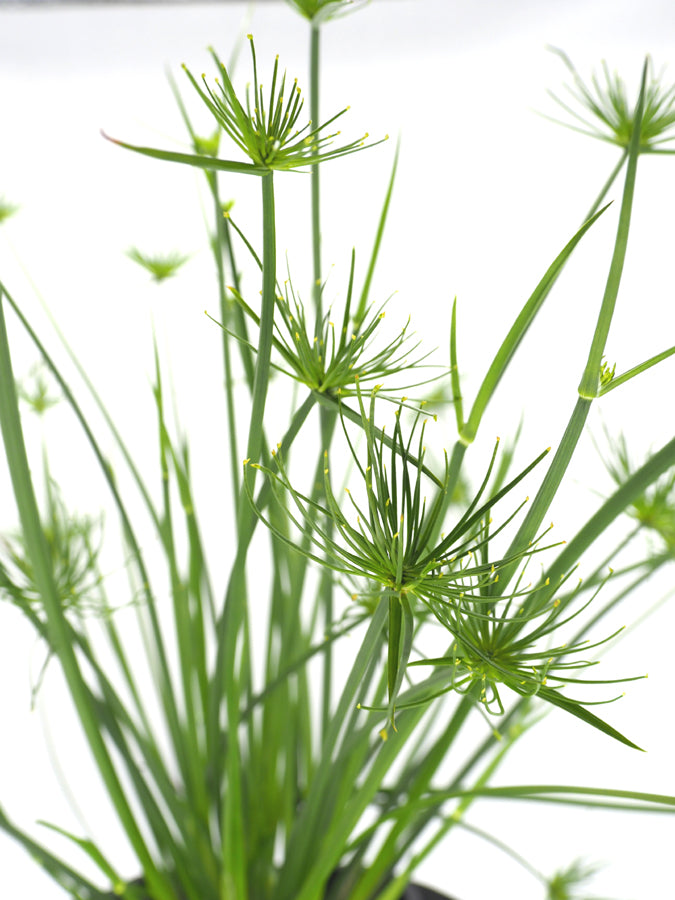 Dwarf Papyrus (Cyperus papyrus nana) pot with floating ring (12cm)