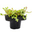 Pink Rotala (Rotala roundifolia) pot with floating ring (12cm)