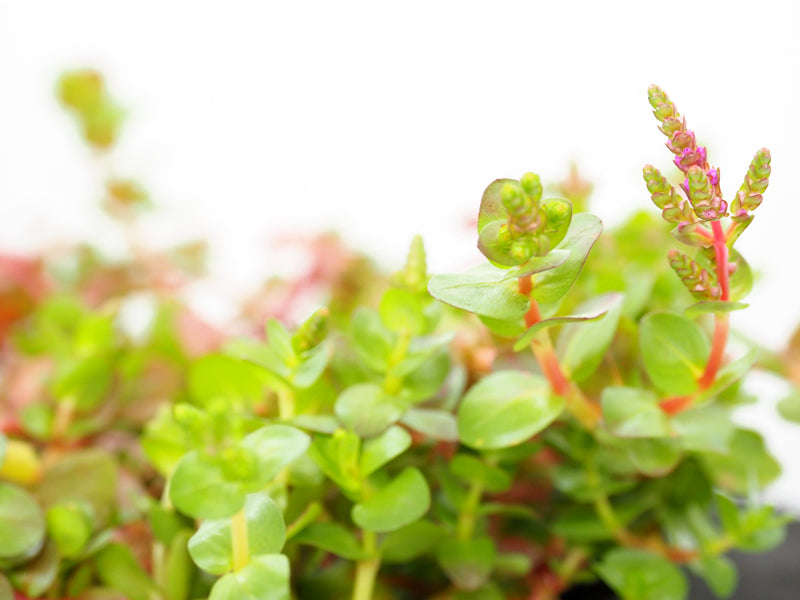 Pink Rotala (Rotala roundifolia) pot with floating ring (12cm)