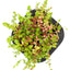 Pink Rotala (Rotala roundifolia) pot with floating ring (12cm)