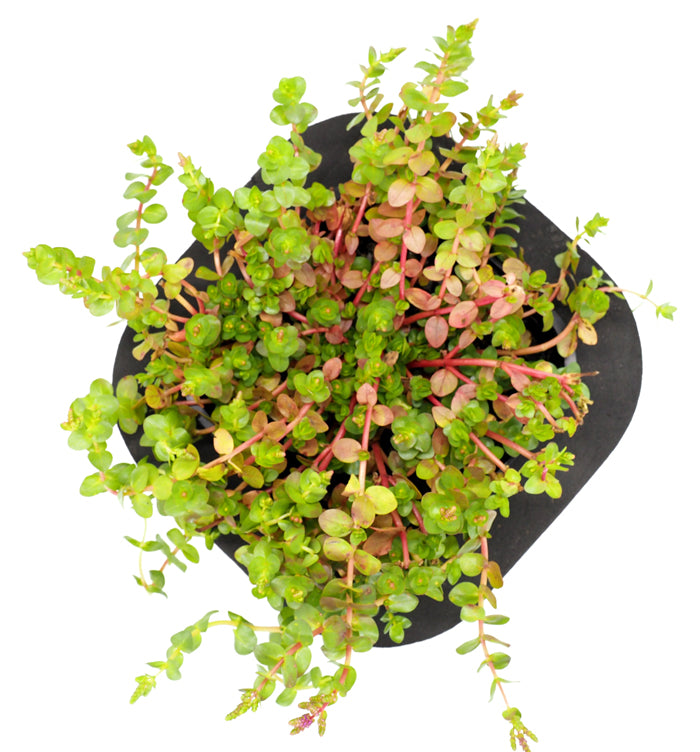 Pink Rotala (Rotala roundifolia) pot with floating ring (12cm)