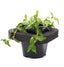 Vietnamese Water Mint (Polygonium odoratum) pot with floating ring (12cm)