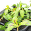 Vietnamese Water Mint (Polygonium odoratum) pot with floating ring (12cm)