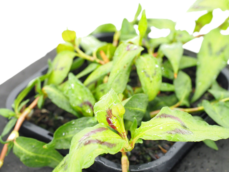 Vietnamese Water Mint (Polygonium odoratum) pot with floating ring (12cm)