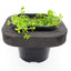 Edible Pond Plant Starter 3 pack 12cm pot and floating ring