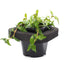 Edible Pond Plant Starter 3 pack 12cm pot and floating ring