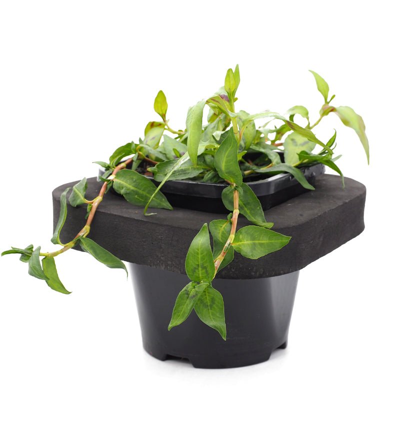 Edible Pond Plant Starter 3 pack 12cm pot and floating ring