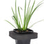 Sweet Flag (Acorus Graineus Green) pot with floating ring (12cm)