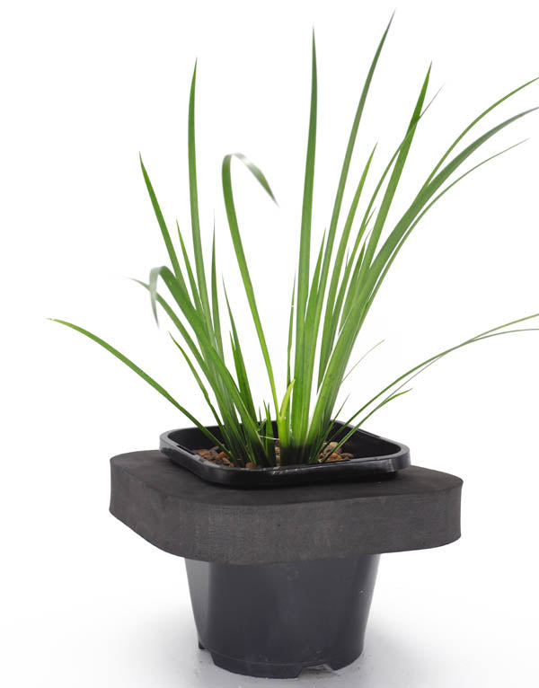 Sweet Flag (Acorus Graineus Green) pot with floating ring (12cm)