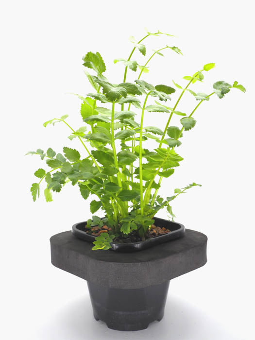 Water celery (Berela erecta) pot with floating ring (12cm)