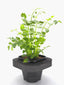 Water celery (Berela erecta) pot with floating ring (12cm)