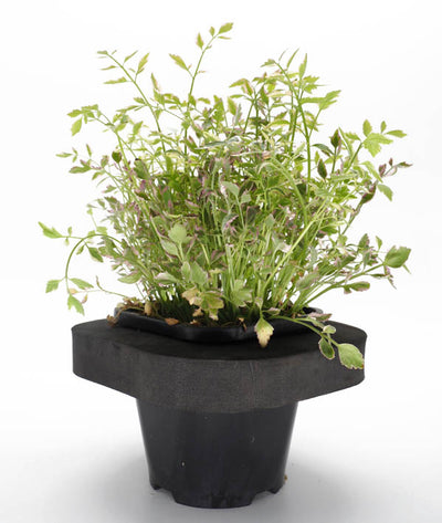 Rainbow Water Parsley (Oenanthe javanica " flamingo") pot with floating ring (12cm)