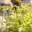 Rainbow Water Parsley (Oenanthe javanica " flamingo") pot with floating ring (12cm)