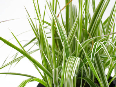 Gardners Garters (Phalaris arundinacea) pot with floating ring (12cm)