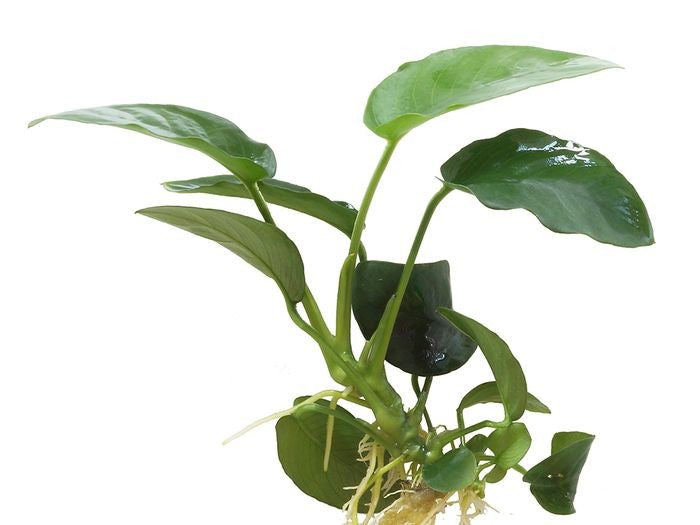 ANUBIAS NANA -Live Aquarium Plant