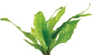 Java Fern plant for aquariums