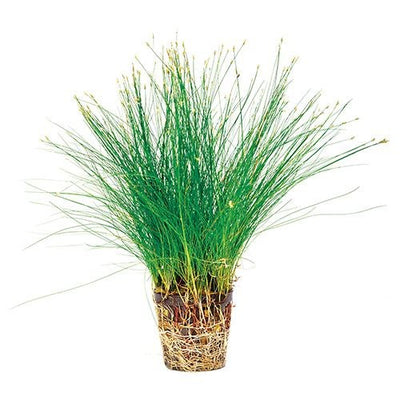 HAIRGRASS POTS