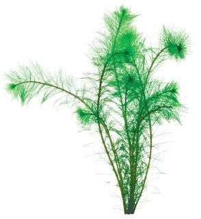 Filigree Milfoil