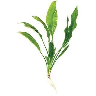 Amazon Sword small Aquarium Plant