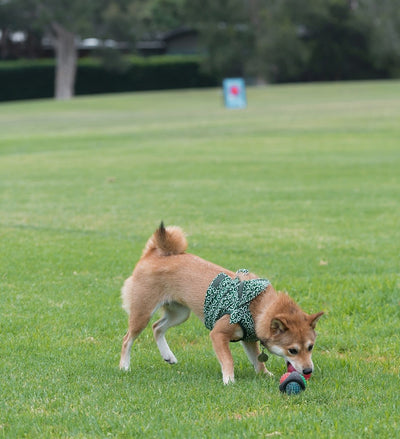 Catch & Flash Ball