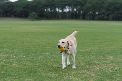 Biosafe Lemon Toy