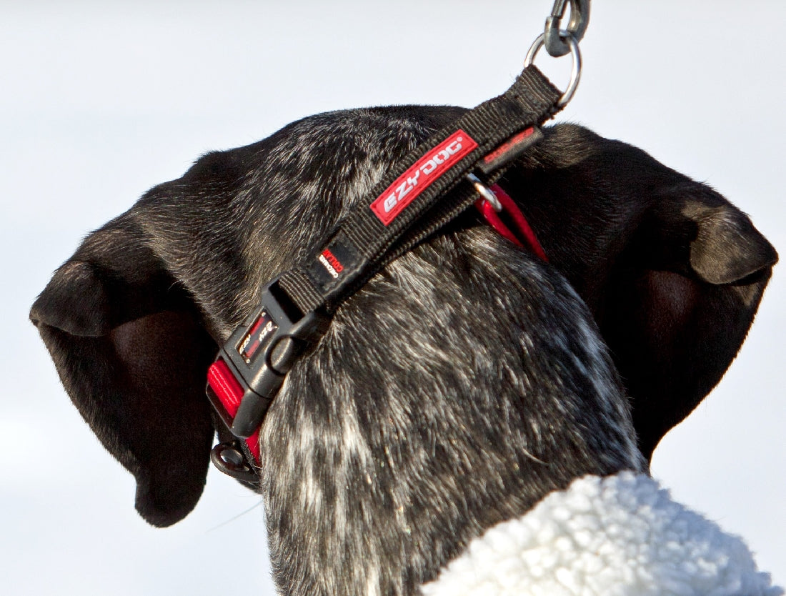 Ezy Dog Collar Checkmate Black