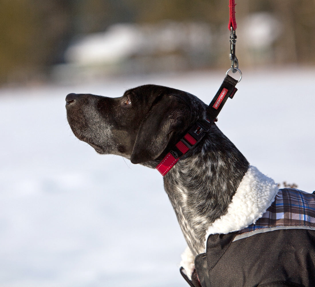 Ezy Dog Collar Checkmate Black